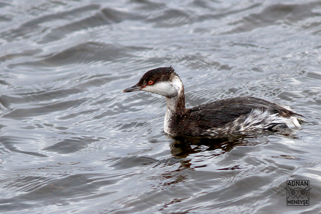 Horned Grebe